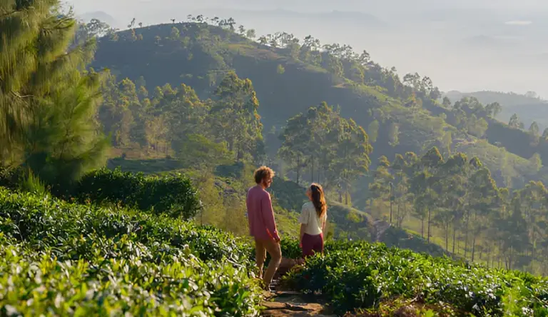 Couple walking in lush tea plantation.
