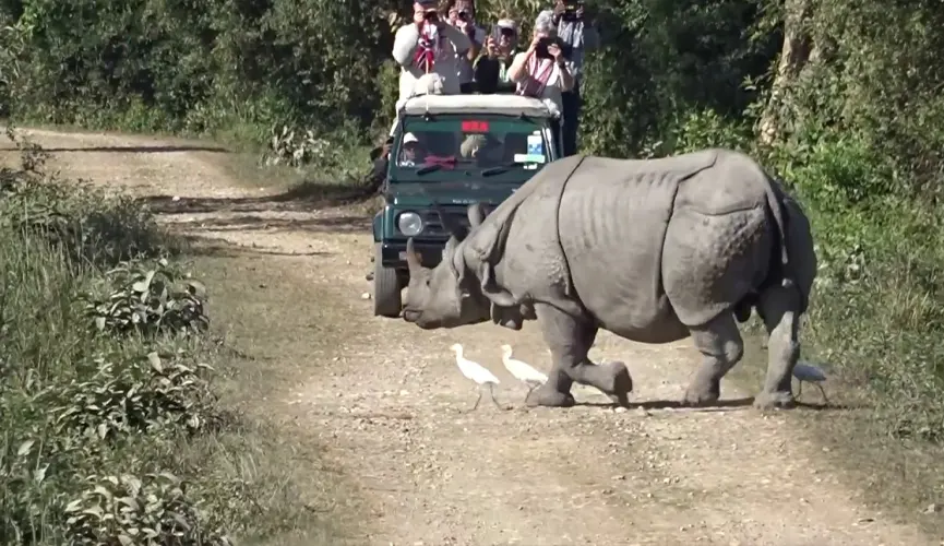 A rhinoceros walking on a dirt path with birds nearby and tourists in a jeep.