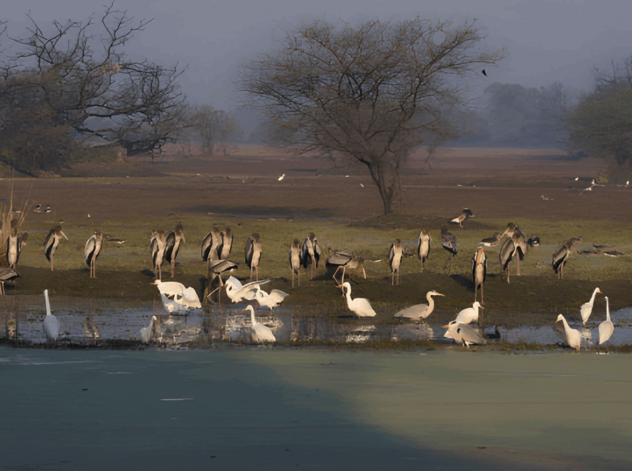 Groups of migratory birds by a pond in Bharatpur Bird Sanctuary, a wildlife haven among tourist places to visit in Rajasthan