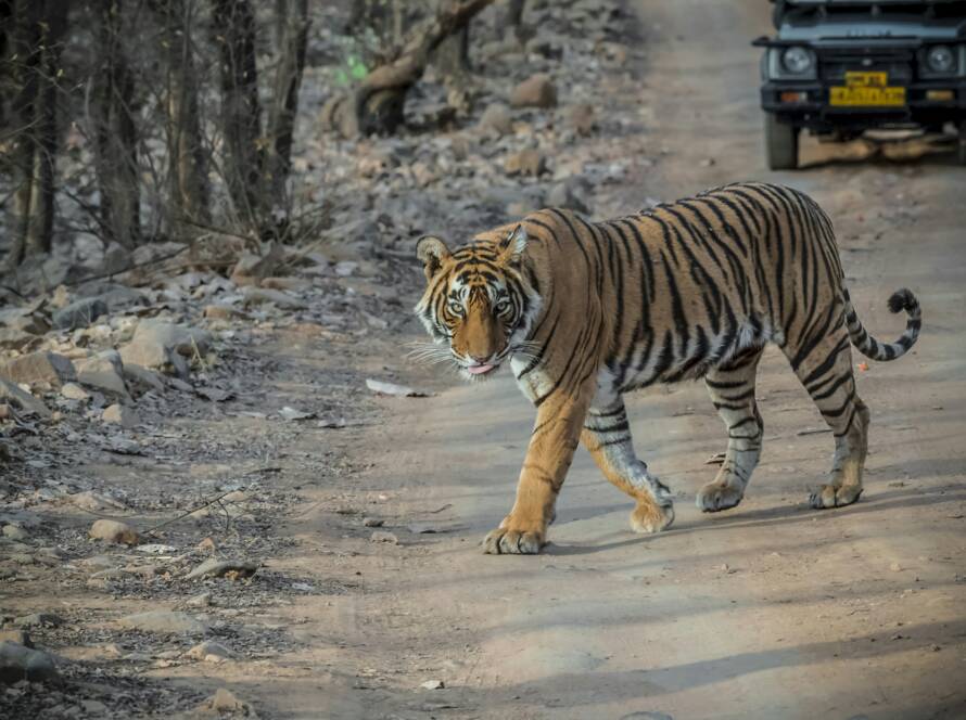 Ranthambore National Park: Bengal tiger walking on dirt road with rocky terrain, dry vegetation, and safari jeep in background