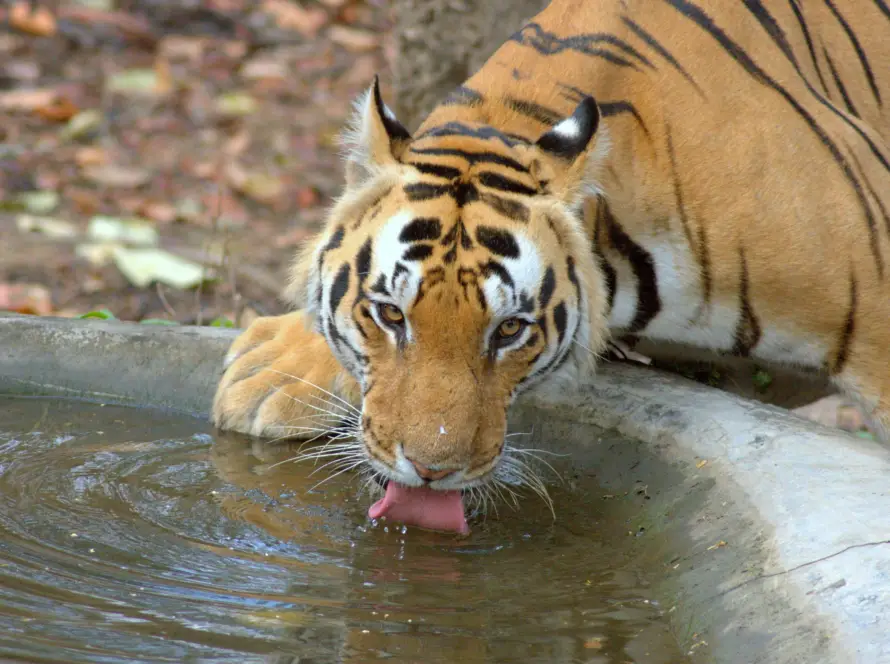 Close-up of a Bengal tiger drinking water from a concrete trough in Kanha National Park, a wildlife sanctuary among Underrated Places in India.