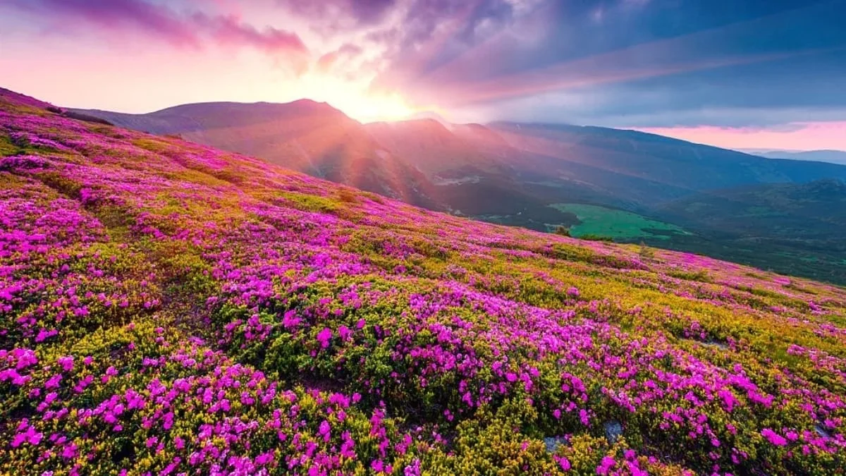 A breathtaking landscape of the Valley of Flowers at sunset, with rolling mountain slopes covered in a vast blanket of vibrant pink blossoms under a sky filled with soft, golden light rays.
